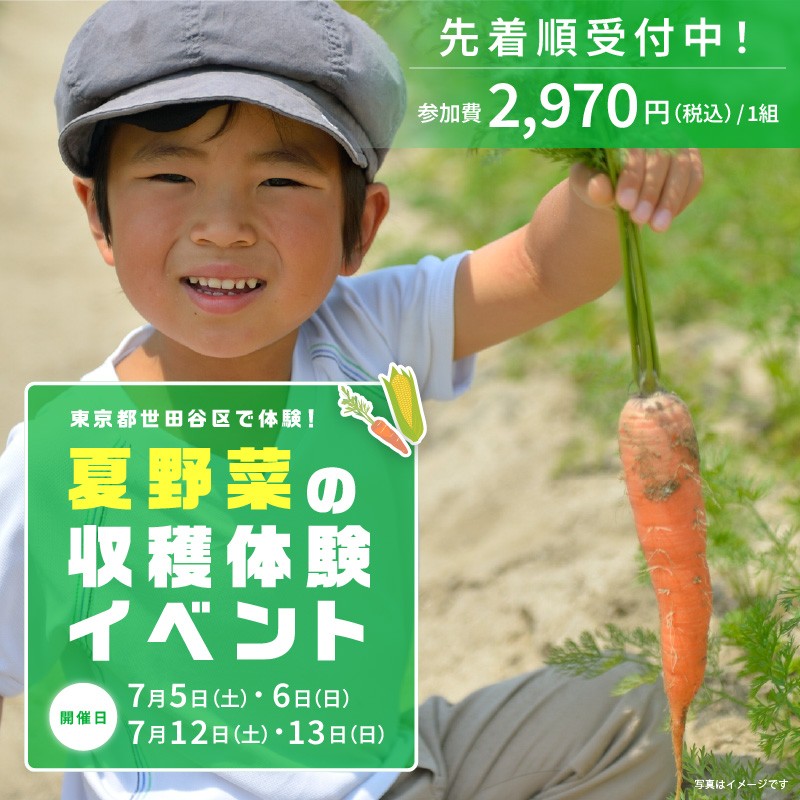 夏野菜の収穫体験イベント